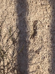 Podarcis muralis