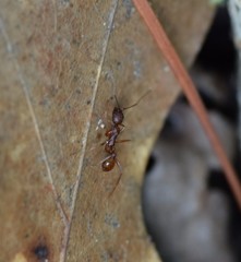Aphaenogaster ashmeadi