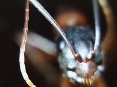 Camponotus semitestaceus