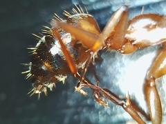 Camponotus semitestaceus