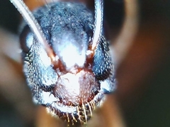 Camponotus semitestaceus