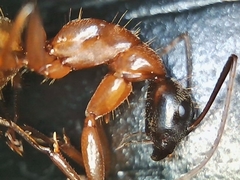 Camponotus semitestaceus