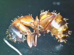Camponotus semitestaceus