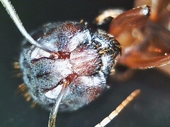 Camponotus semitestaceus