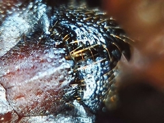 Camponotus semitestaceus