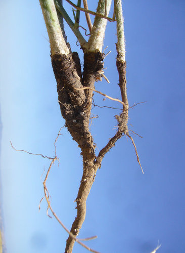 Rush Skeletonweed (Noxious Weeds of Colorado) · iNaturalist