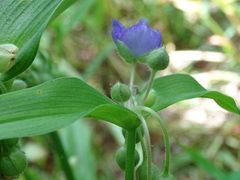 Tradescantia ernestiana