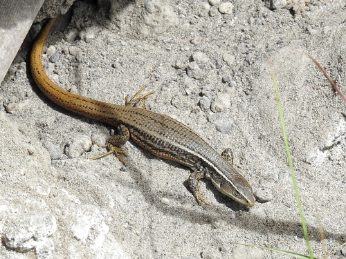 Mountain Pholiodobolus, Pholidobolus montium