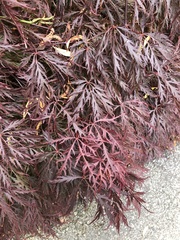 Acer palmatum