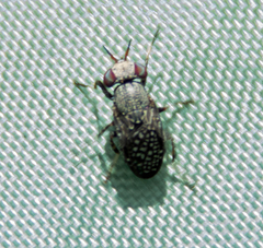 Stictomyia longicornis