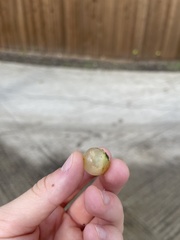 Amphibolips quercusracemaria