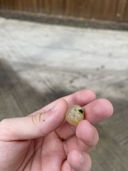 Amphibolips quercusracemaria