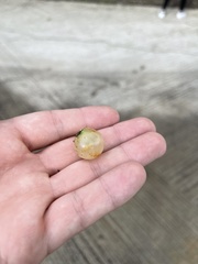 Amphibolips quercusracemaria