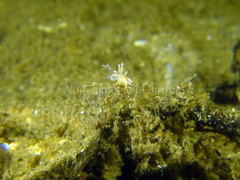 Eubranchus rupium