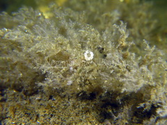 Eubranchus rupium