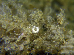 Eubranchus rupium