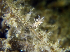 Eubranchus rupium
