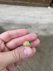 Amphibolips quercusracemaria