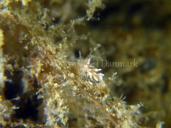 Eubranchus rupium