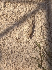 Podarcis muralis