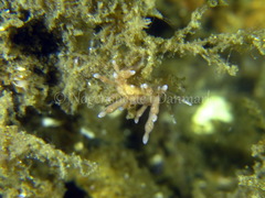 Eubranchus rupium