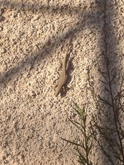 Podarcis muralis