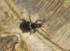 Limodromus