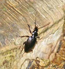 Limodromus