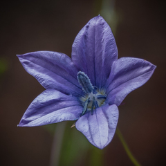 Wahlenbergia cuspidata