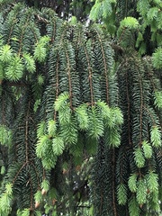 Picea