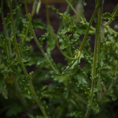 Wahlenbergia cuspidata