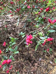Rhododendron