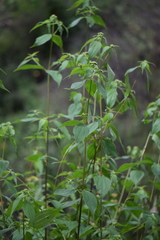 Alloispermum colimense