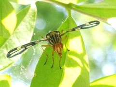Idana marginata