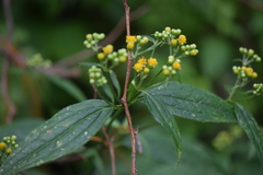 Alloispermum colimense
