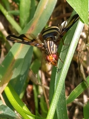 Idana marginata
