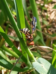 Idana marginata
