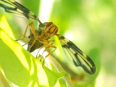 Idana marginata