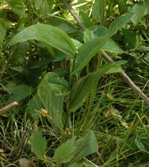 Polygonatum biflorum commutatum