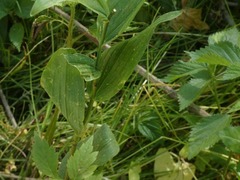 Polygonatum biflorum commutatum