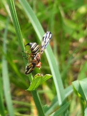 Idana marginata