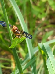 Idana marginata