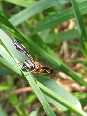 Idana marginata