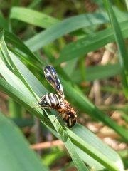 Idana marginata