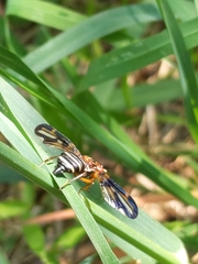 Idana marginata