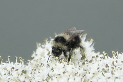 Bombus flavidus flavidus