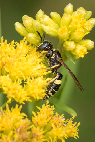 Hump-backed Beewolf