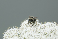 Bombus flavidus flavidus
