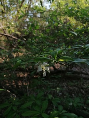 Tabernaemontana amygdalifolia