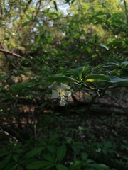 Tabernaemontana amygdalifolia